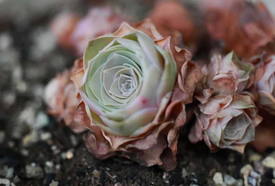 紫罗兰|天热了，有些花不是浇水越多越好，反而一浇水就死