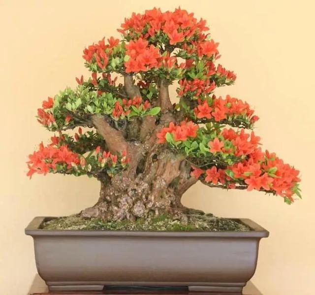 家里养盆虎皮兰,小花盆、挤着养,疯狂开花爆小崽!