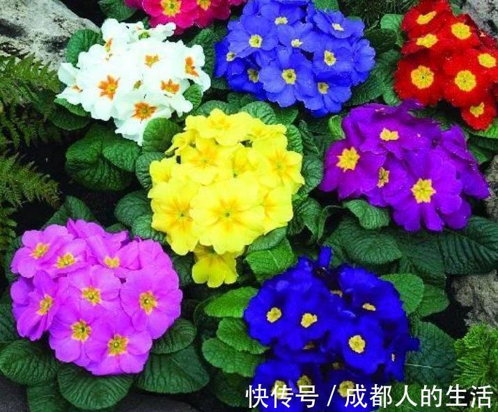 清丽|4种花一养就上瘾,沾土就活,花期长达200天,阳台养出小花园