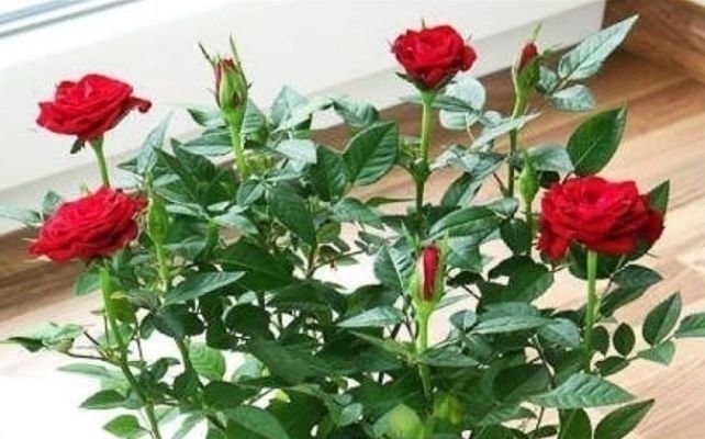 4种花好养又漂亮,很多人都默默的养,一年四季都能开花爆盆