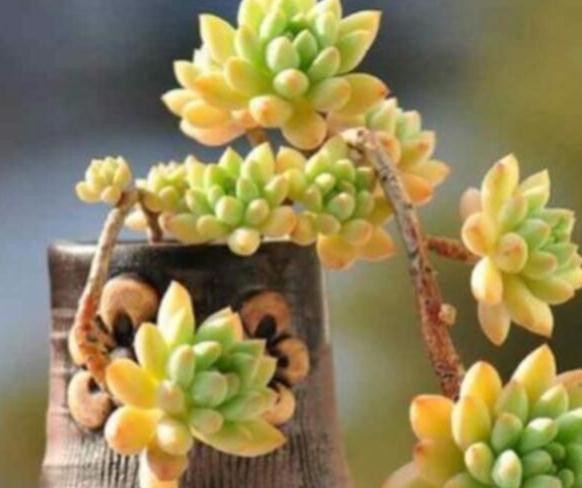 多肉换盆土或移植时,土壤里需要再拌入肥料吗,答案来了