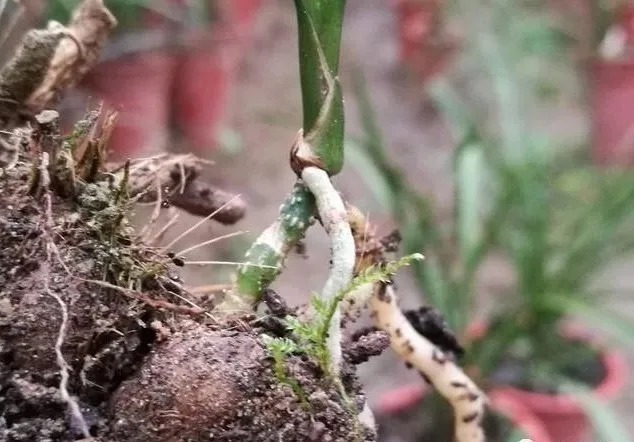兰株|兰花能用透明的塑料盆养吗?新手兰友养兰花最怕什么?
