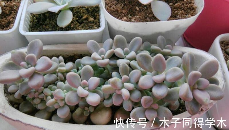 老桩|这些多肉太像了,一般人傻傻分不清楚,快看你有没有被骗?