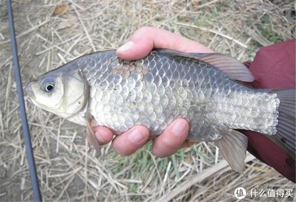 立春后钓鲫鱼,这3个习性值得把握,对你钓鱼有好处