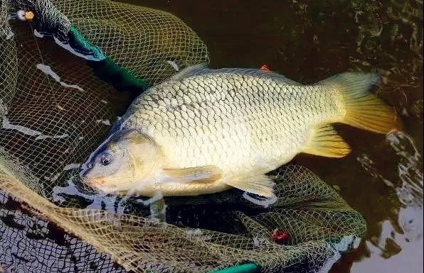 野钓高手:寒冬钓鲫鱼,加这几种材料,鲫鱼比夏天都好钓