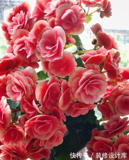 老花匠都喜欢的4种花，10月养一盆正当时，花多花美还好养