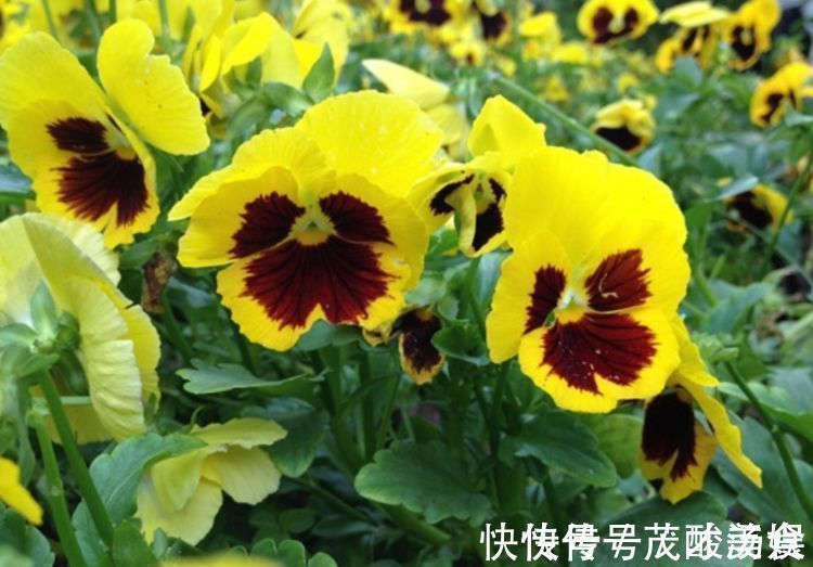 阳台|家里阳台养此款花,新手也能养爆盆,比香水都好闻,满屋子都是香