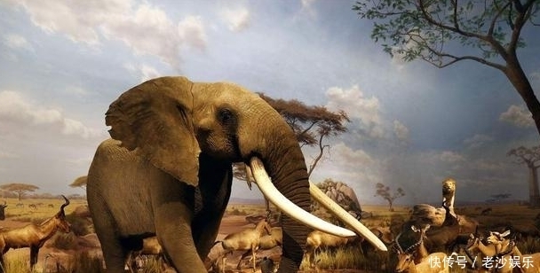 用来|非洲“最大的香蕉”,不但可以煮着吃,还能用来酿酒呢