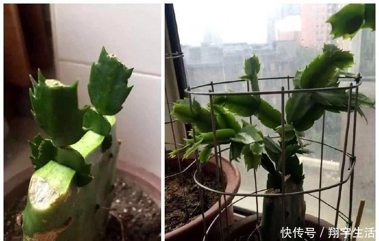 蟹爪兰爱烂根,3种解决方法,随便选一种,根不烂,年底花开满盆