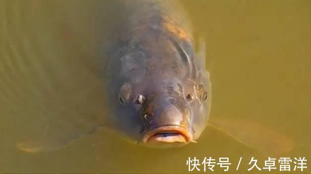 鲤鱼|晚秋野钓鲤鱼，用玉米还是蚯蚓，到底哪一种效果会更好