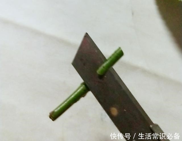 普通的月季苗，他养2年，变成一棵大花树，咋做到的！