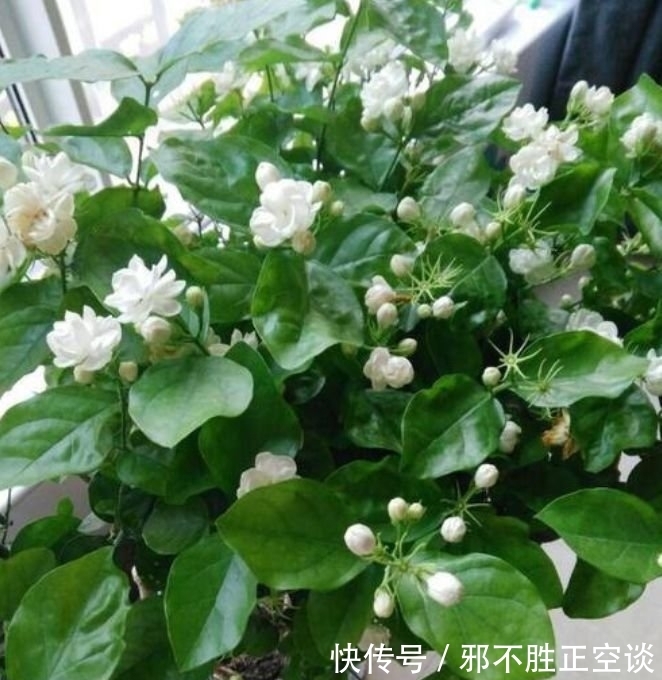 几种花,开花漂亮又好养,开花漂亮财运来,一养就上瘾