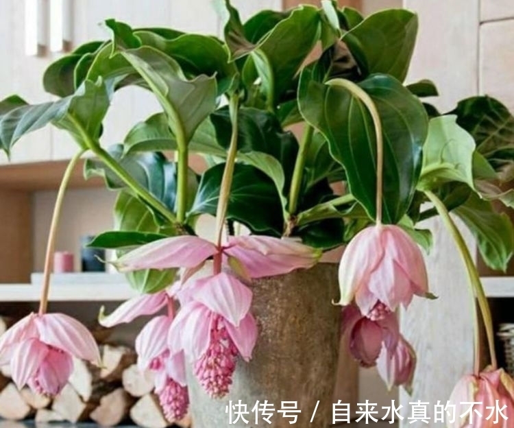 秋海棠属|家养几种花,花期长,花色艳丽,开成花海,邻居都羡慕!