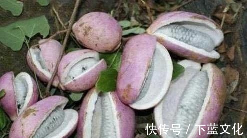 养颜美容|女性想要皮肤好,常吃四种食物,养颜美容、强身健体,早吃早好