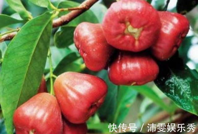 黄疸|孕妈在孕期,4物平时可劲儿吃,或许能清除胎毒,预防胎儿黄疸