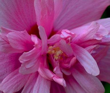 夏天最适合养的三种花,越热越能花开爆满盆,好看又耐活
