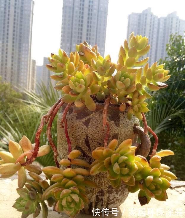 花友|养多肉3年顺风顺水,多亏选了6种大普货,现在全是大老桩