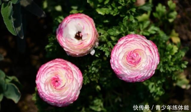 兼具牡丹、玫瑰之美,观赏价值极高,超级好养,这种盆栽值得入手!