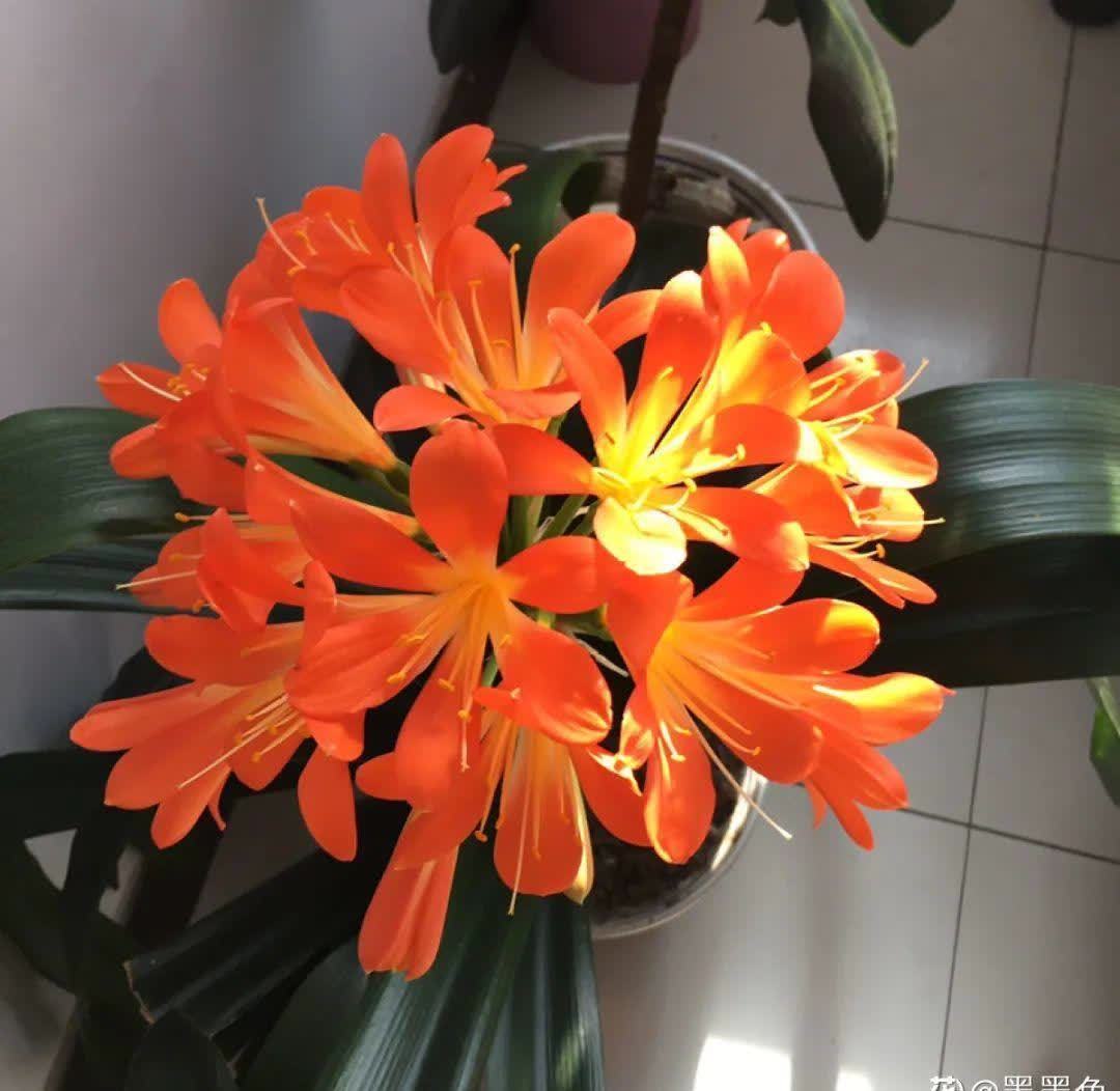 蝴蝶兰开花不是一次性,花后剪一剪,还能继续开花