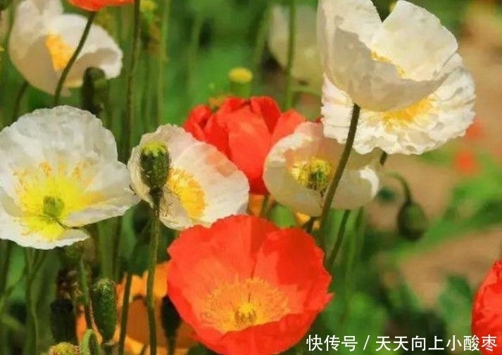 4种花是懒人的最爱,有阳光就爆盆,夏季也能疯长不停