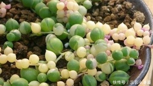 佛珠多肉怎么浇水 多久浇一次水(图)