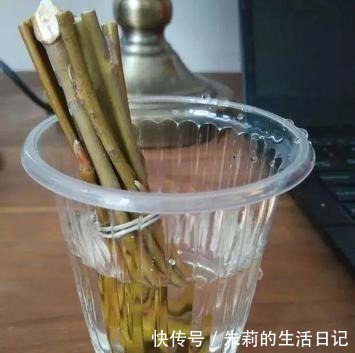 生根粉别用了,自制2种“生根剂”,插穗“蘸一下”,呼呼冒白根!