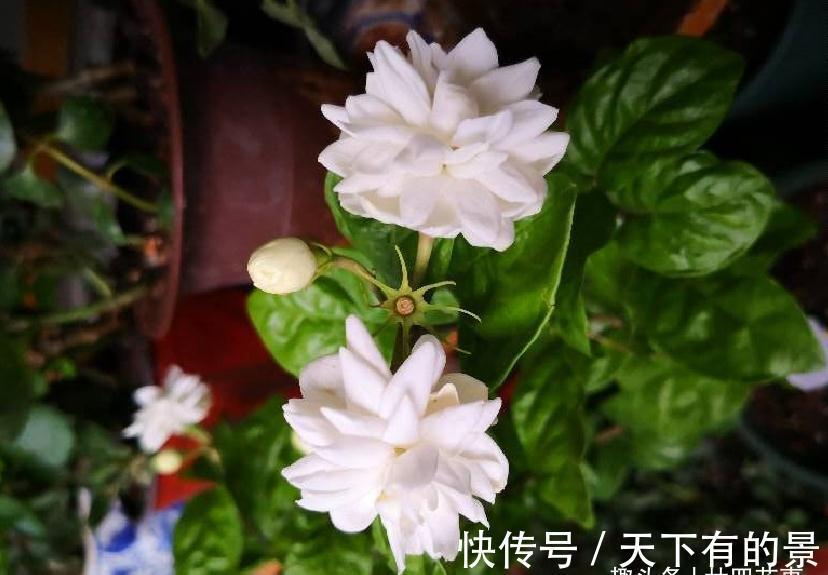 秘诀|养茉莉,在大水大肥大太阳之前,还有3个先决条件,和1个补充