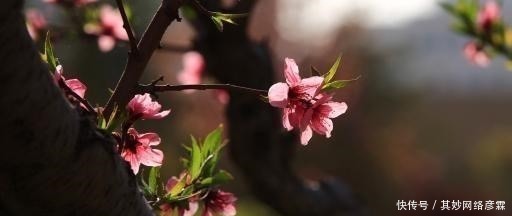  格律|如何用“朝花夕拾”写与众不同的藏头诗？