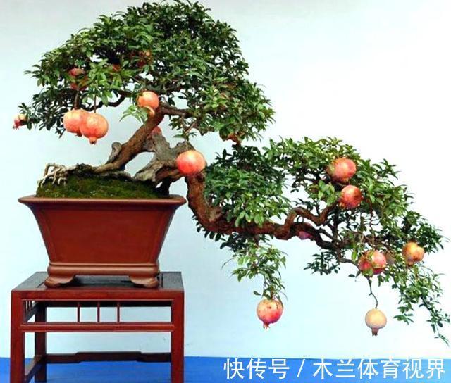 阳台上|懂石榴，栽石榴，边赏边玩6步骤完成石榴栽种全步骤