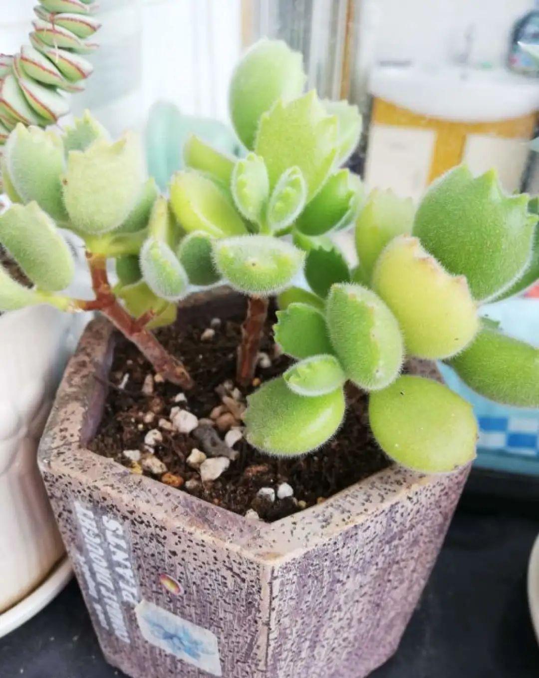 养多肉不会选盆?3个方法,教你一次选对花盆
