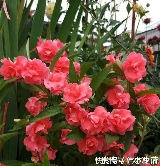 花卉|这5种花,不要钱也不能养,全都有毒,养了后悔都来不及