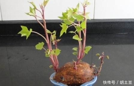 盆栽|婆婆在家盆栽山药,成熟后却长成这样,全家简直乐坏了!