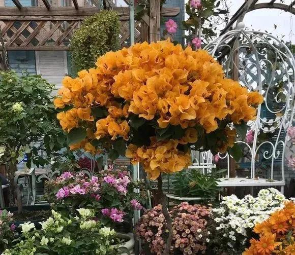 三角梅叶子“卷曲”、不开花学会这几招，叶子嗖嗖冒，花朵爆盆