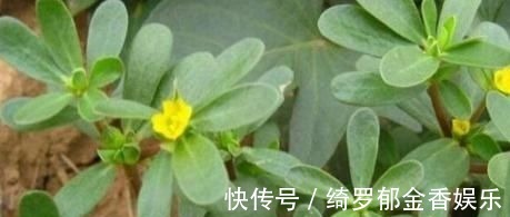 瓜子菜|农村这种野菜是降血糖明星，每天吃一点，稳定血糖，身体一级棒!