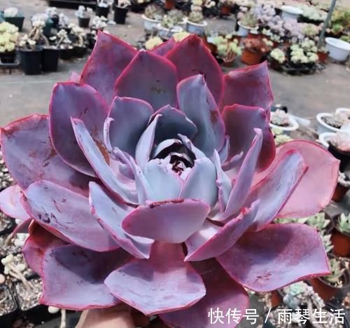 多肉中的“三仙”,颜值很高,扎根速度很快,桩子长到手臂粗