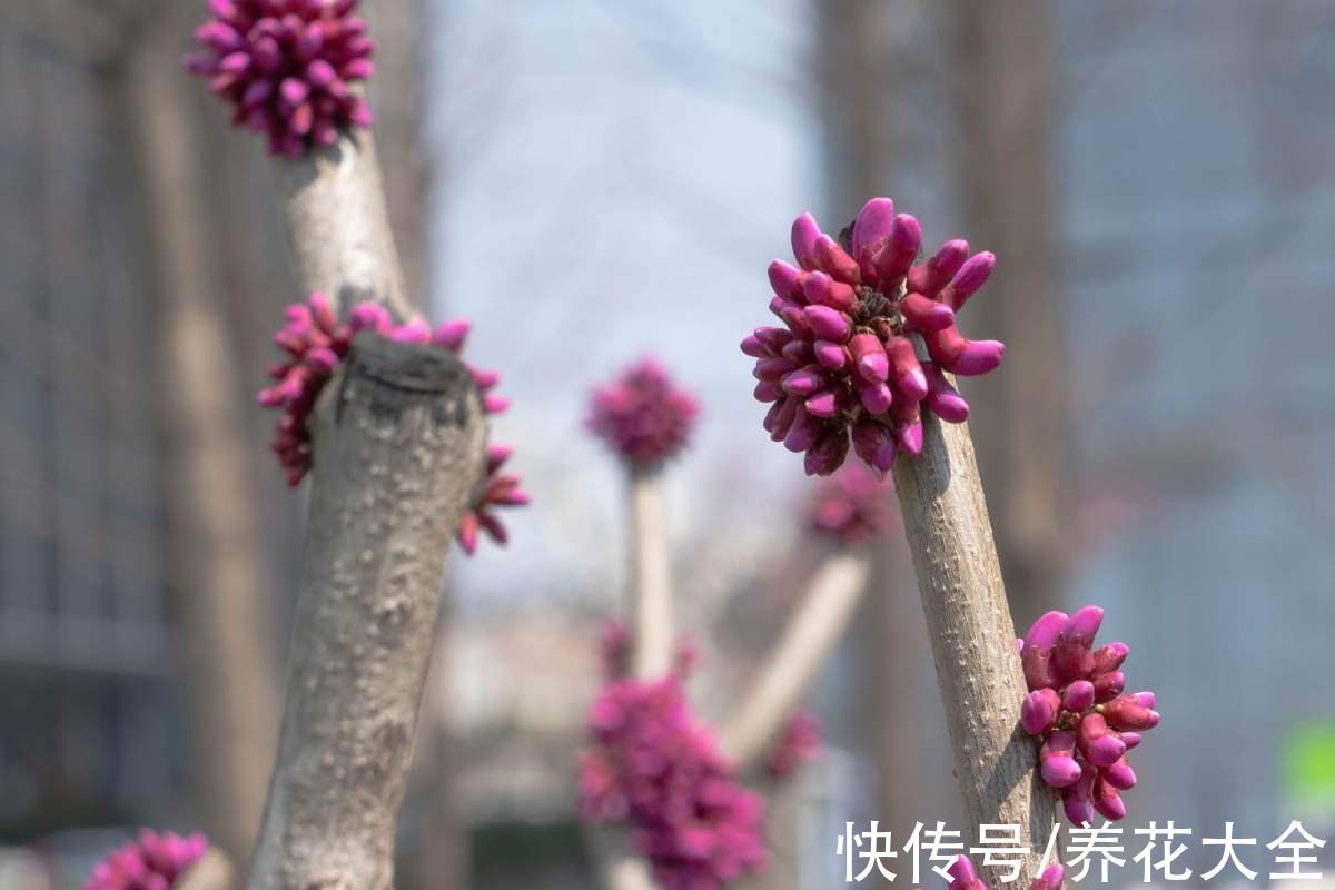 不能放在卧室养的6种花,时间越久对人身体伤害越大,抓紧搬出去