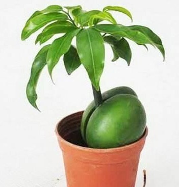 此种盆栽最好养,把种子扔水里泡开就活了,寿命长达60年!