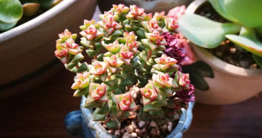 光照|多肉度夏难易招虫?选这3款普货盆栽,漂亮,还不用费神照顾