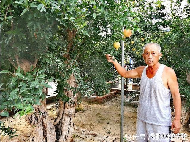 宁陵古稀老人坐拥千余石榴盆景，“石榴王”稀世罕见，价值千万…