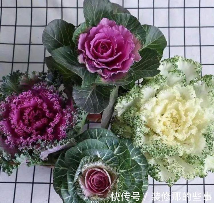 几款花卉,花艳易爆盆,花朵娇艳花期长,开花耀眼