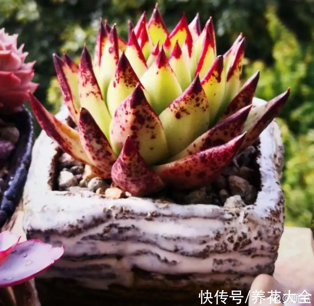 浇水|9种花,夏天休眠了,一定少浇水,否则越浇越死