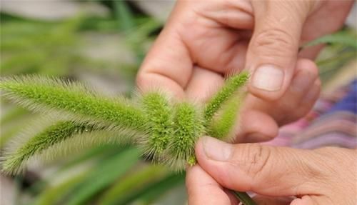  植物|说到这种植物，80后肯定不会陌生，你又真正了解多少呢？