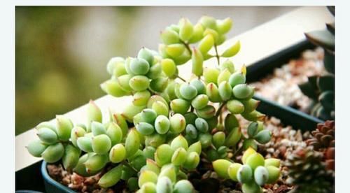 养多肉植物选它，造型别致，香味宜人，养护简单，值得拥有！
