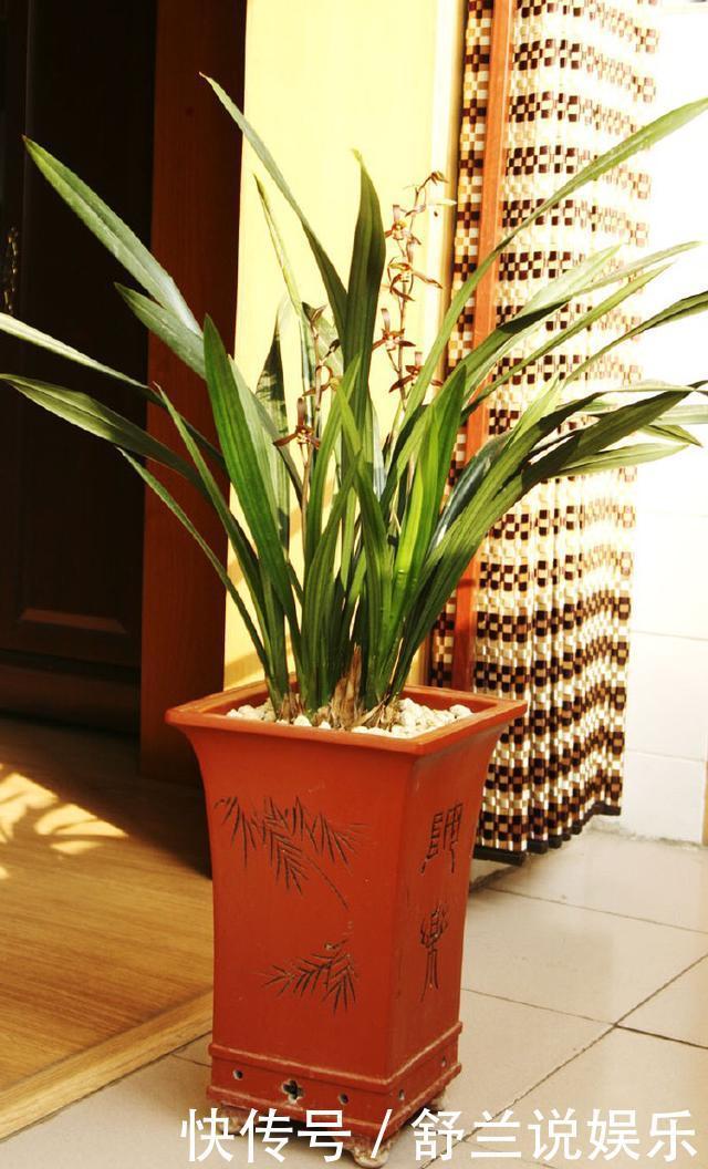 春兰惠兰建兰傻傻分不清楚看一点就明白，注意遮阴浇水，花特多