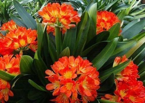 养君子兰,教你一招,侧芽蹭蹭长,叶片挺拔如折扇!