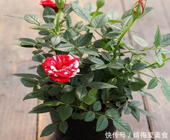土质|月季盆栽要领分享:作为养花人,收藏这一篇就够了!