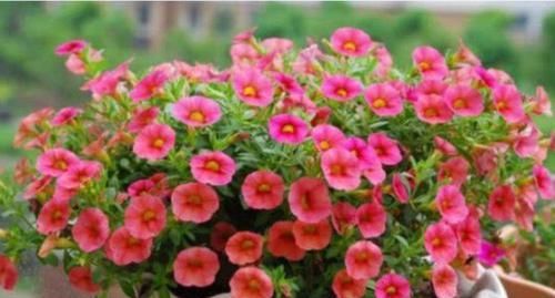  花量|养花就养此4种，全年开花，花量丰富，花香飘满屋