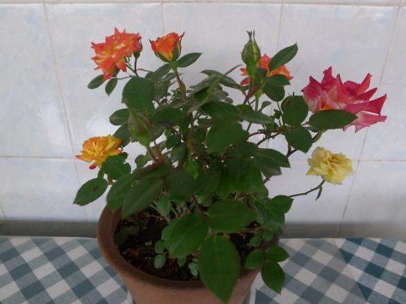 小苏打养花的3大好处,改良土壤、除臭、延长花期,你全懂吗