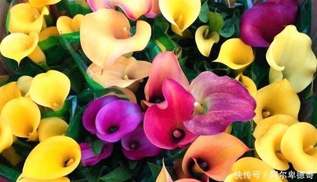 球根|5种春植球根花卉正当时,今年夏天花开不断