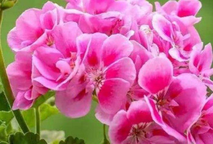 4种“好养花”，随便一养就爆盆，养家里，全年开花不断